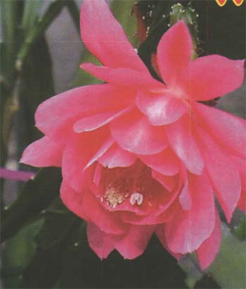 Цветок филлокактуса филлантоидес