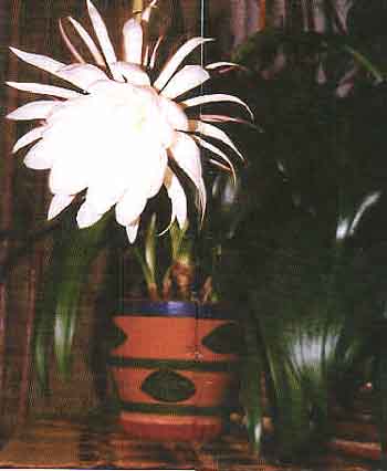 Роскошный цветок эпифиллума кислолепестного