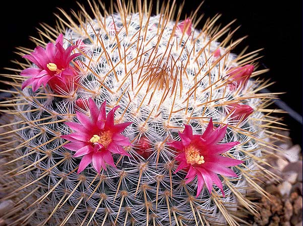 MAMILLARIA DIXANTHROCENTRON V. FLAVICENTRA