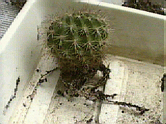 2001г. Маникюр корней по просьбе корневых червей